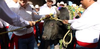 ¡El Pueblito está de fiesta! Todo listo para el tradicional Paseo del Buey 2026