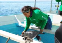 Este miércoles descubre “El llanto de las tortugas”, el documental que convirtió a pescadores en guardianes del océano
