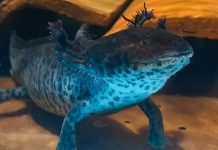 ¿Ya conoces el Biomuseo Xolotlcalli? Este nuevo espacio en Querétaro invita a conocer todo sobre los Ajolotes