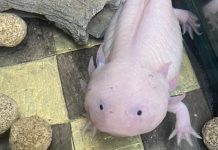 SECULT te invita a celebrar el Día Nacional del Ajolote ¿Te apuntas?