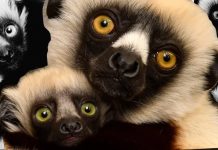 ¡El renacer de un icono! Junius, el bisnieto de Zoboomafoo, asegura el futuro de su especie