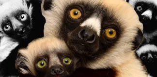 ¡El renacer de un icono! Junius, el bisnieto de Zoboomafoo, asegura el futuro de su especie