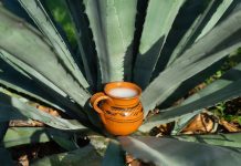 Todo listo para el domingo de tradición en “Pulqueando en Boyé” ¡No te quedes fuera!