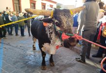 FOTOGALERÍA | El Pueblito celebra 290 años de fe con el tradicional Paseo del Buey