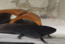 Querétaro celebra el Día Nacional del Ajolote con un espacio para conocer y preservar