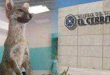 ¡Festeja el aniversario del Museo de El Cerrito!