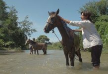 Este sábado en San Juan del Río, Ambulante presenta “Boca Vieja”