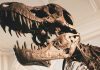 Ya tenemos tu plan perfecto para celebrar el Día de la Niña y el Niño en el Planetario “El Péndulo”