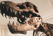 Ya tenemos tu plan perfecto para celebrar el Día de la Niña y el Niño en el Planetario “El Péndulo”