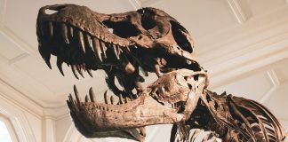 Ya tenemos tu plan perfecto para celebrar el Día de la Niña y el Niño en el Planetario “El Péndulo”