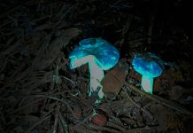 ¿Sabías que existe un bosque Fluorescente en Querétaro? El secreto mejor guardado de los queretanos