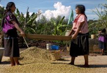 Proyectarán este miércoles y jueves el premiado documental mexicano “Li Cham”