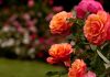 Todo listo en El Organal para la segunda edición del Festival de las Rosas este domingo