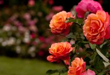 Todo listo en El Organal para la segunda edición del Festival de las Rosas este domingo