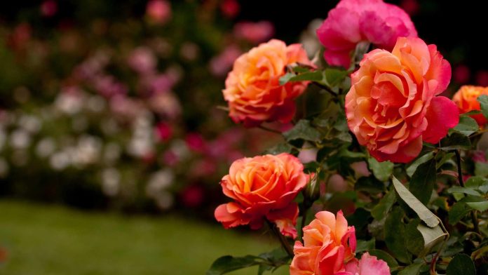 Festival-de-las-Rosas-2025