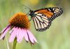 Llega el «Taller Mariposa Monarca» a El Cerrito con recorridos y pintura textil