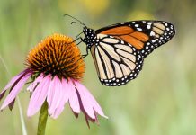 Llega el «Taller Mariposa Monarca» a El Cerrito con recorridos y pintura textil