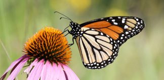Llega el «Taller Mariposa Monarca» a El Cerrito con recorridos y pintura textil