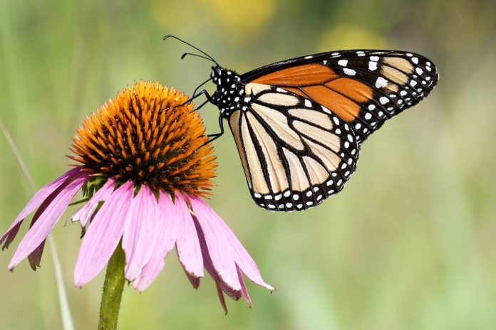 monarch_USFWS-1600x1067