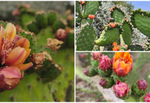 ¡Colores que dan vida! El renacer de las nopaleras cubre de gala los paisajes queretanos