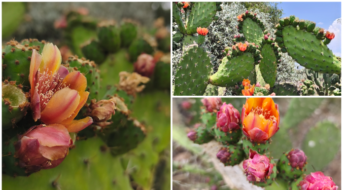 ¡Colores que dan vida! El renacer de las nopaleras cubre de gala los paisajes queretanos