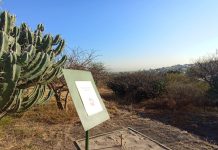 “Exploradores, biodiversidad Tolteca” el curso de verano que no puedes perderte en la Zona Arqueológica El Cerrito