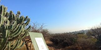 “Exploradores, biodiversidad Tolteca” el curso de verano que no puedes perderte en la Zona Arqueológica El Cerrito