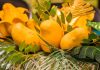 ¡Mucho sabor y tradición! Todo listo para el Festival del Mango en Arroyo Seco