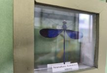 FOTOGALERÍA | Alberga Museo de Bichos más de 33 mil especies en Querétaro, ¿Te animas a visitarlo?
