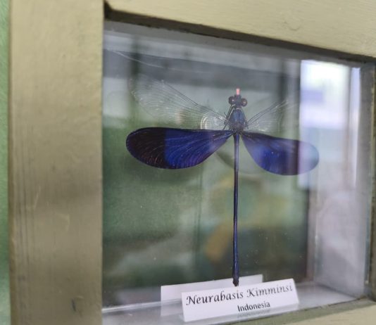 FOTOGALERÍA | Alberga Museo de Bichos más de 33 mil especies en Querétaro, ¿Te animas a visitarlo?