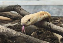 FOTOGALERÍA | Mundo Reptilia: la experiencia con reptiles al interior del Parque Bicentenario