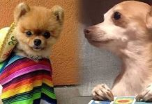 Municipio de El Marqués tendrá Noche Mexicana “Ladridos de Independencia” en septiembre