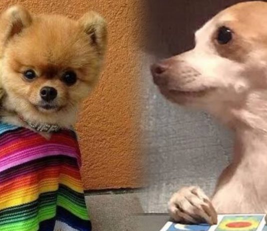 Municipio de El Marqués tendrá Noche Mexicana “Ladridos de Independencia” en septiembre