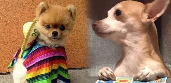 Noche Mexicana el marqués