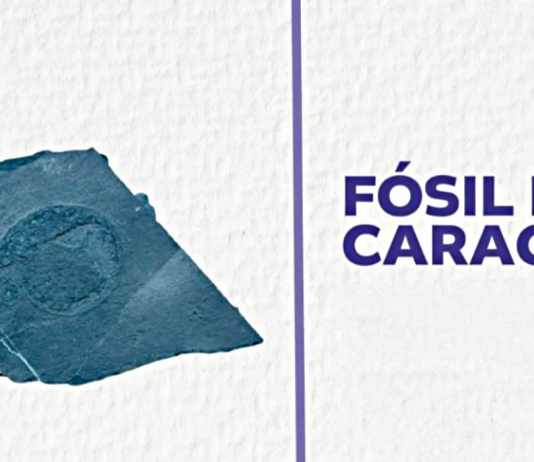 Exhiben Fósil de Caracol con 30 millones de años de antigüedad en Pinal de Amoles