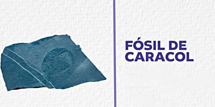 fosil de caracol