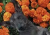 ¡Podrás recordar a tu compañero peludo en una Ofrenda Monumental en Querétaro!, aquí te contamos todos los detalles