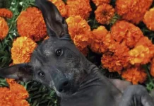 ¡Podrás recordar a tu compañero peludo en una Ofrenda Monumental en Querétaro!, aquí te contamos todos los detalles