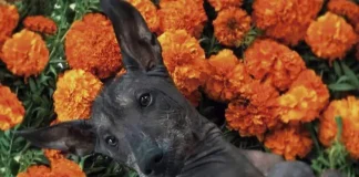 ¡Podrás recordar a tu compañero peludo en una Ofrenda Monumental en Querétaro!, aquí te contamos todos los detalles