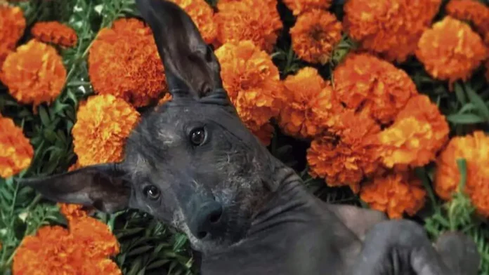 Xoloitzcuintle