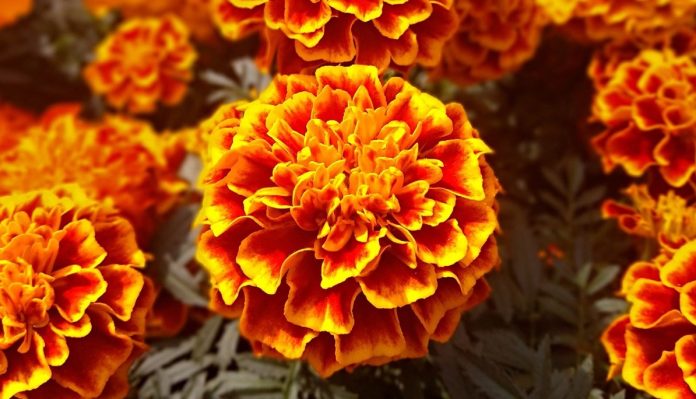 flor de cempasúchil-especial